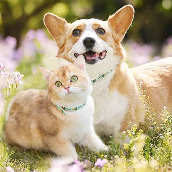 Naylon köpek tasması Pire Kene Önleme Pet Kedi köpek tasmaları Ayarlanabilir Yaka Yavru Yavru Bahar Yaz Pet Köpek Aksesuarları